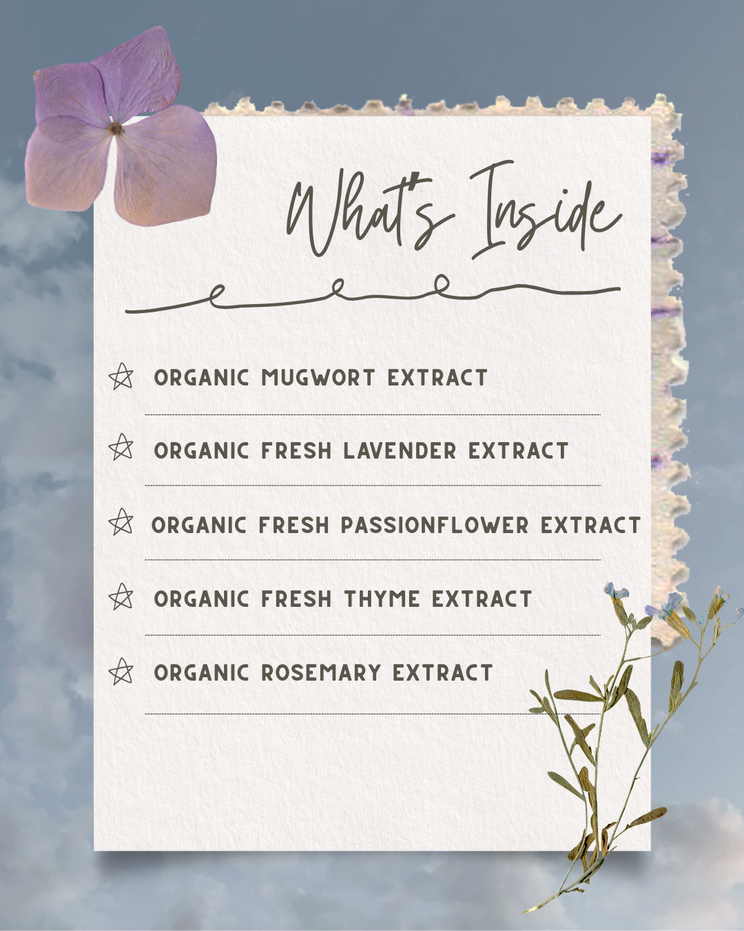 Dreamweaver Herbal Drops - Dream Support