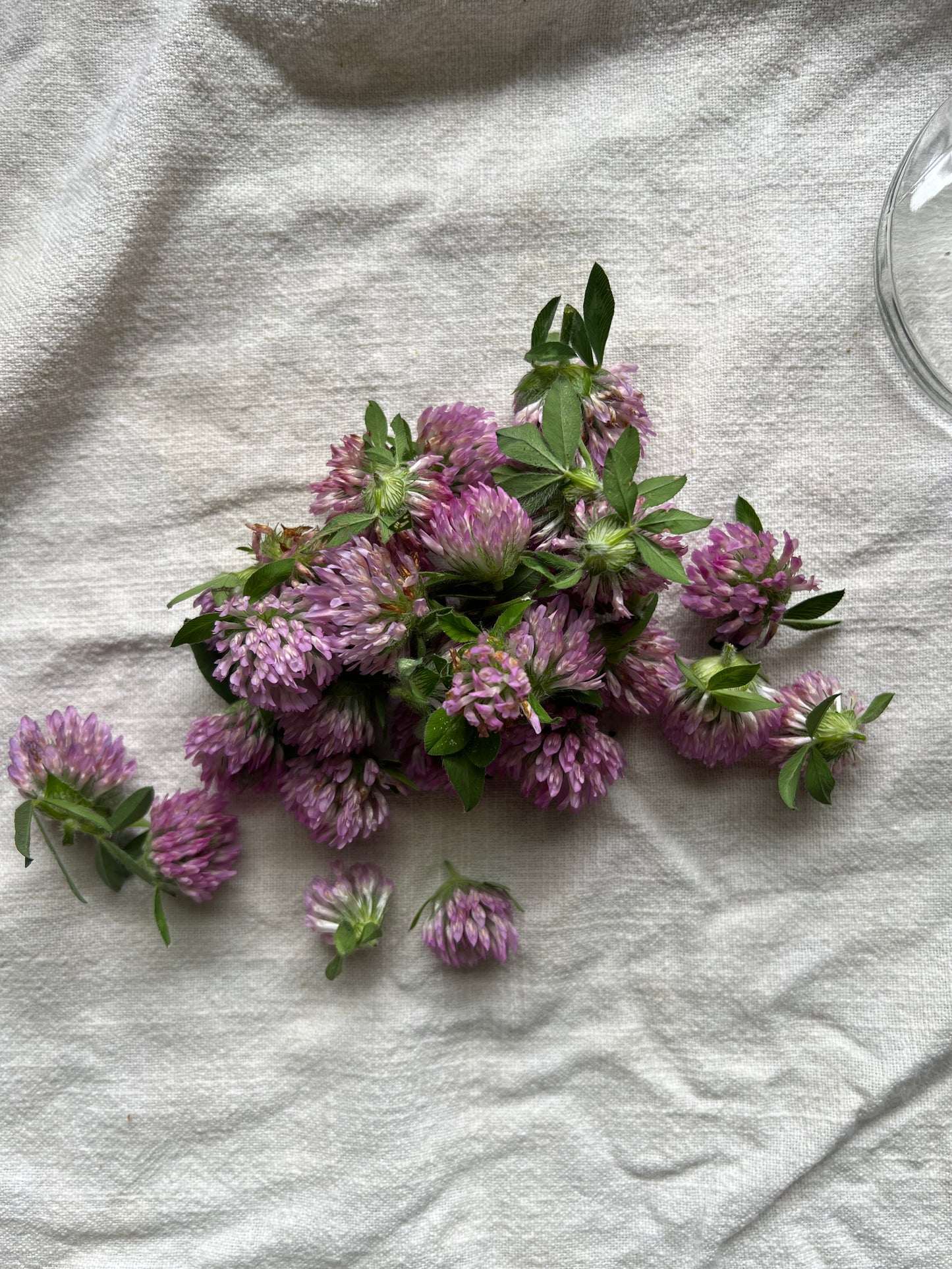 Dried Red Clover