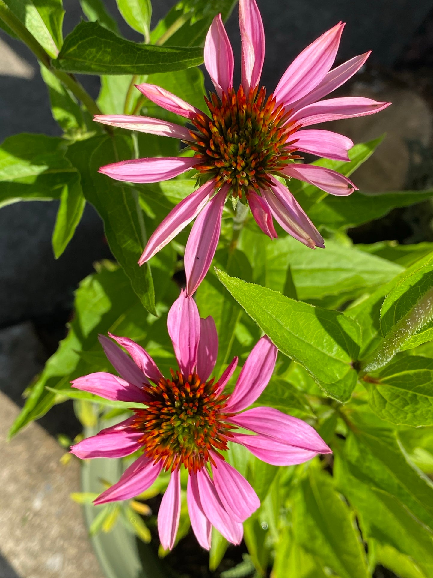 2023 Echinacea Tincture